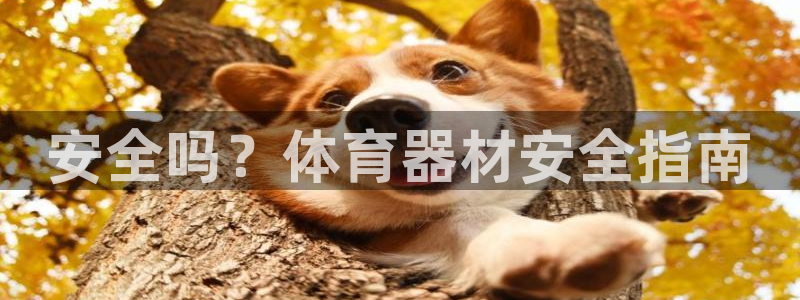 辉达天下的微信名字好吗：安全吗？体育器材安全指南