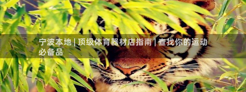 辉达娱乐软件下载：宁波本地 | 顶级体育器材店指南 