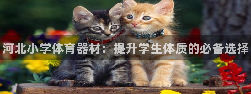 辉达娱乐登录地址在哪里：河北小学体育器材：提升学生体质的必备